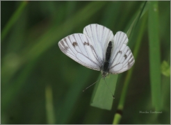 <p>BĚLÁSEK ŘEPKOVÝ (Pieris napi)</p>